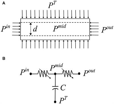 Morphometric Reconstruction of Coronary Vasculature Incorporating Uniformity of Flow Dispersion